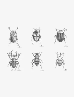 Day Poster Beetles, 6pcs sorted - Illustrationer