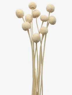 Dried Flowers Golden Ball Red - Torkade blommor