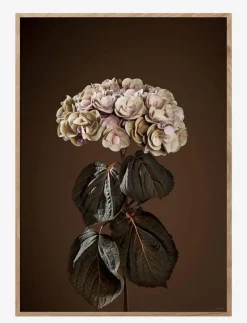 Majestically Brown - Botanisk