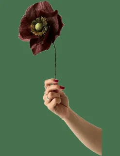 PAPER FLOWER, PAPAVER, BROWN - Torkade blommor