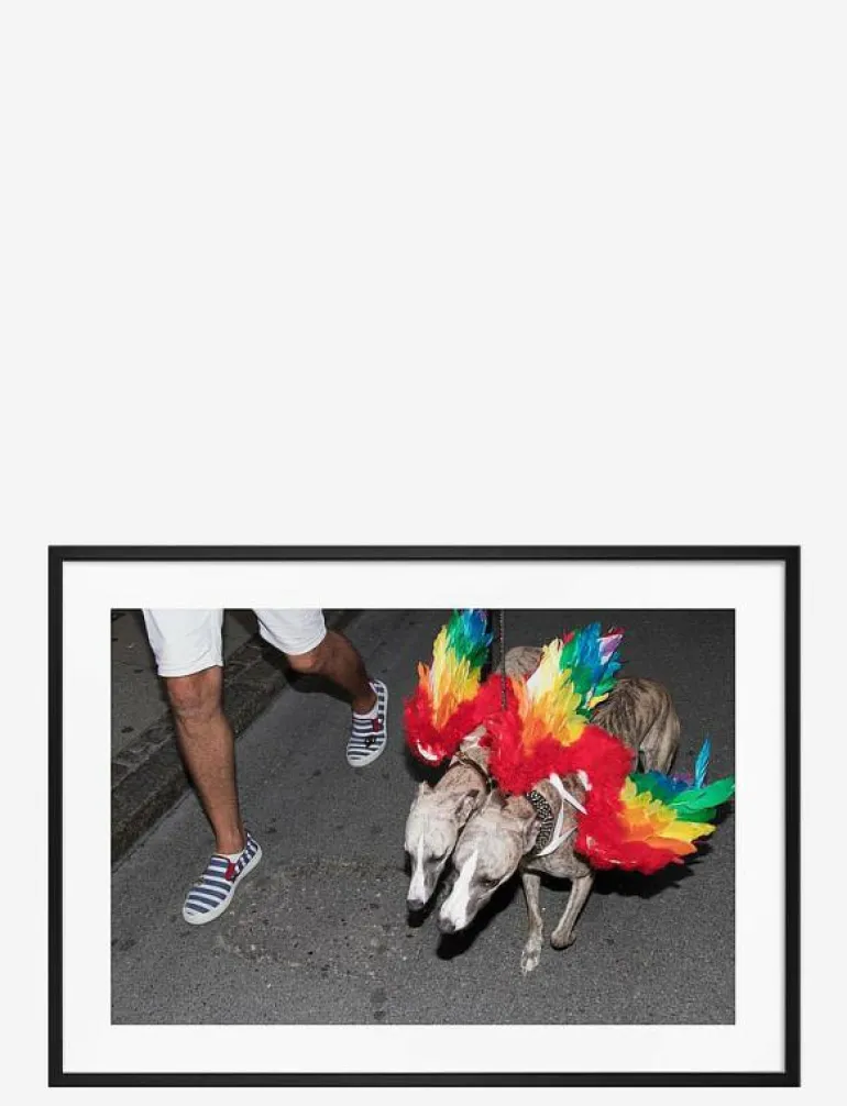 Poster Rainbow Dogs - Fotokonst