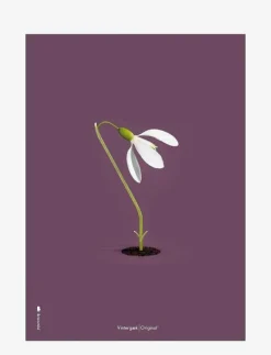 Snowdrop purple - Botanisk